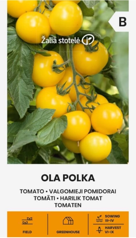 Pomidor Ola Polka odmiana bardzo plenna o żółtych owocach nasiona 0,1g Žalia stotelė sklep rajogrodnika